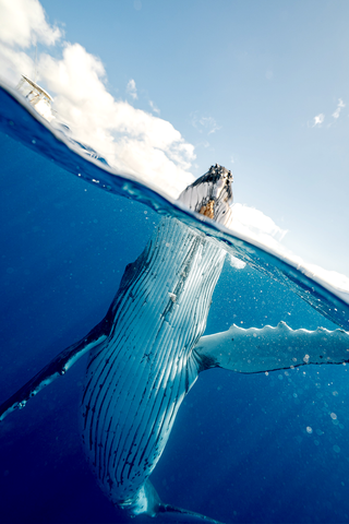 Un aporte por la limpieza de mares y océanos con The Ocean Clean Up